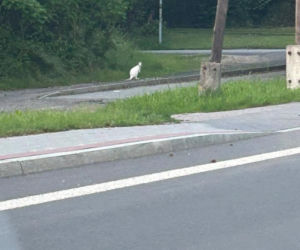 Kangury w Jastrzębiu-Zdroju