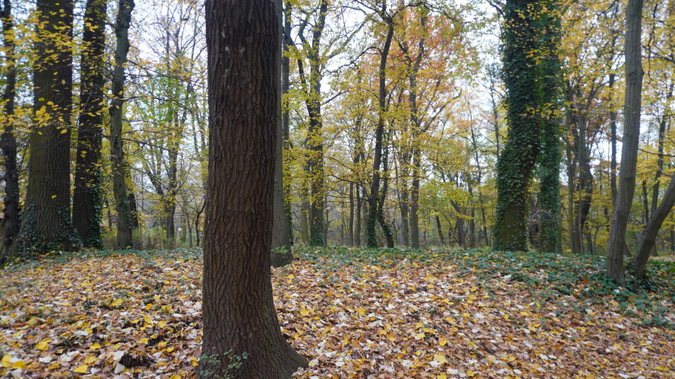 Park Sołacki w Poznaniu jesienią