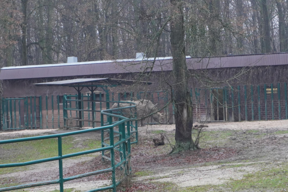 Zoo w Poznaniu zimą