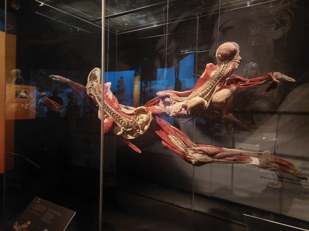 Wystawa Body Worlds w Szybie Wilson w Katowicach
