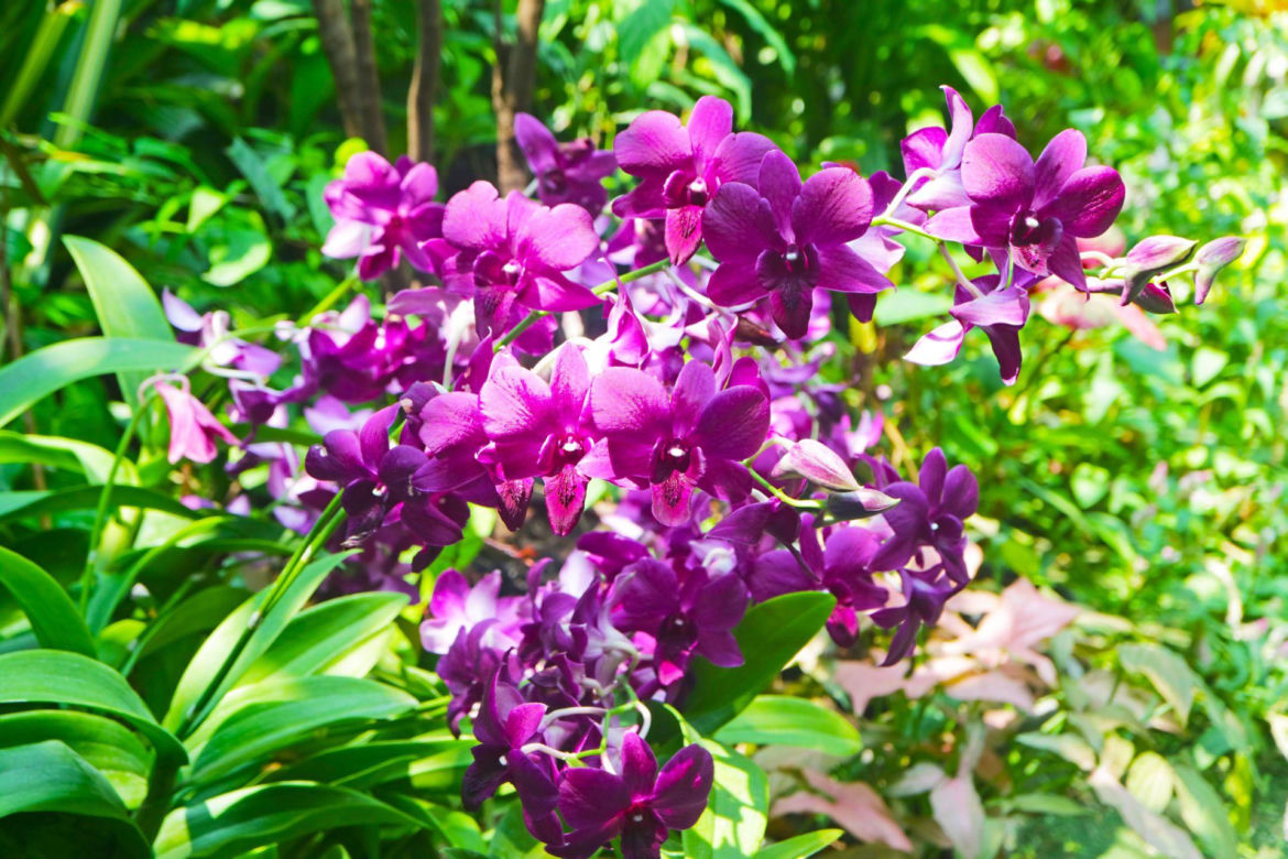Storczyk Vanda