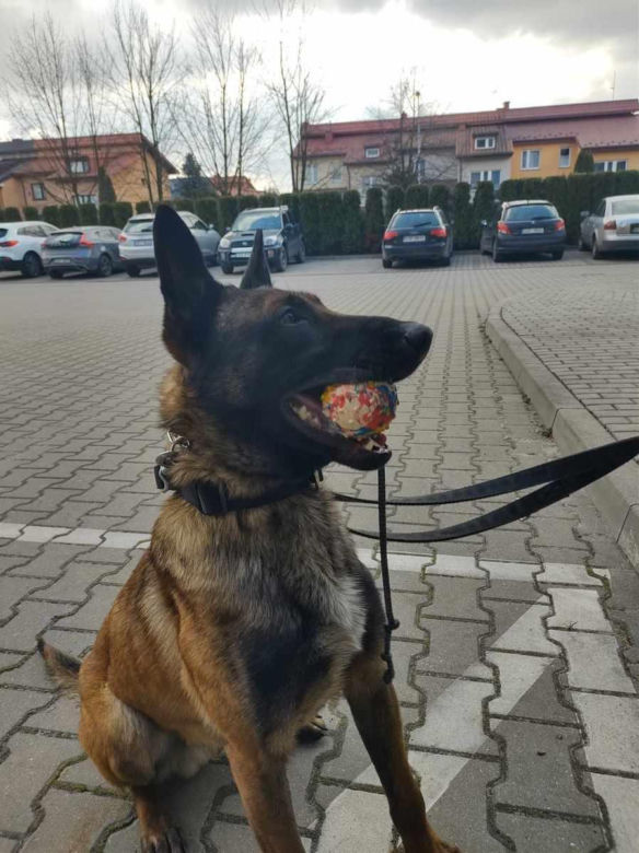 Szewron dołączył do grona policjantów. To zawodowiec do zadań specjalnych na czterech łapach