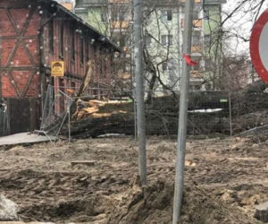 Wiąz z ulicy Wiązowej przeszedł do historii