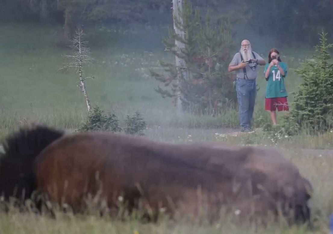 Atak bizona w Parku Narodowym Yellowstone