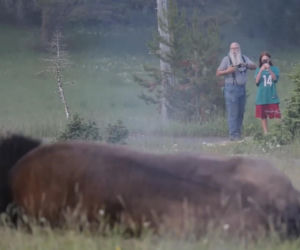 Atak bizona w Parku Narodowym Yellowstone