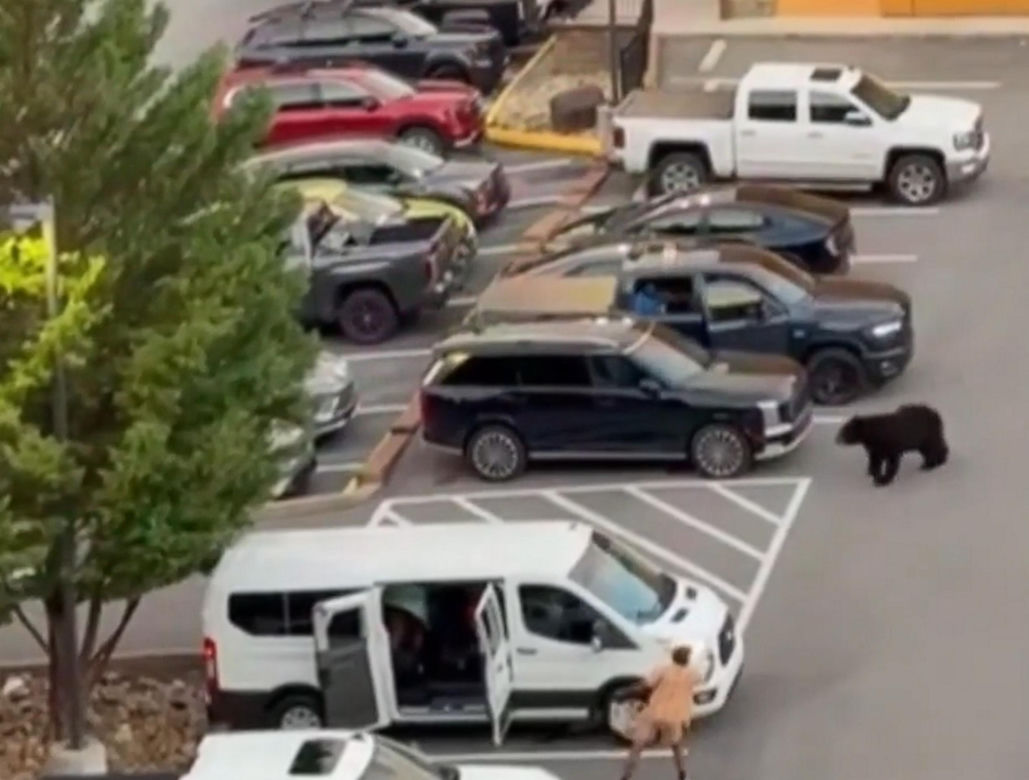 Niedźwiedź wbiegł na parking pełen ludzi! Zobacz, co stało się potem