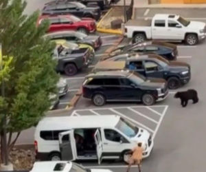 Niedźwiedź wbiegł na parking pełen ludzi! Zobacz, co stało się potem