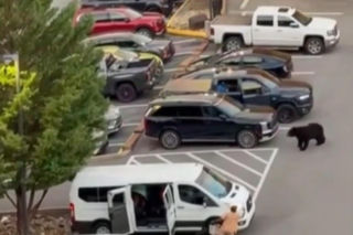 Niedźwiedź wbiegł na parking pełen ludzi! Zobacz, co stało się potem