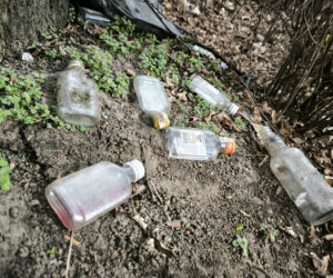 „Małpki” opanowały żywopłoty. Wstydliwy widok przy Jana Pawła II