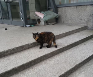 Najbardziej popularny kot w Trójmieście dostanie nowy dom! [ZDJĘCIA]