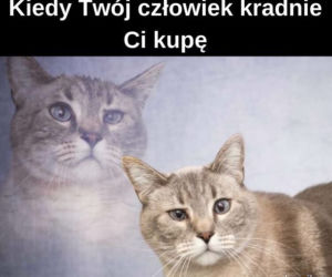 Dzień Kota 2020