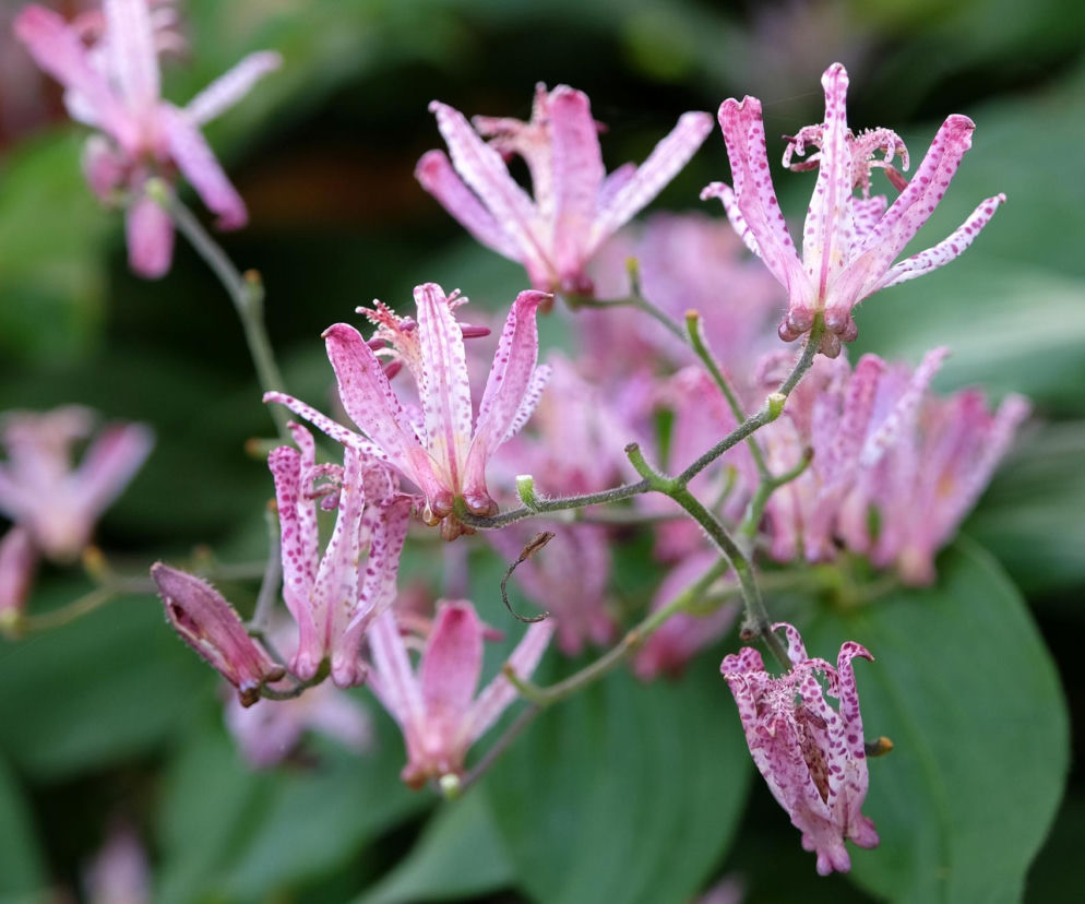 23 niezwykłe rośliny do ogrodu – rzadkie gatunki, które robią efekt WOW