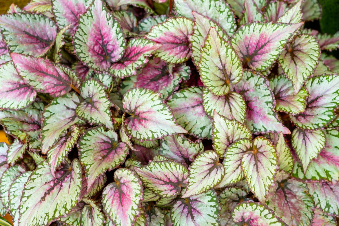 Begonia królewska