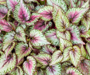 Begonia królewska