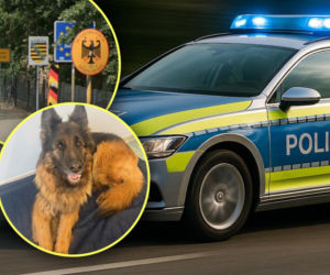 Polak zatrzymany na niemieckiej autostradzie. Jazda po alkoholu to był jego najmniejszy problem. W tle skradzione auto i pies