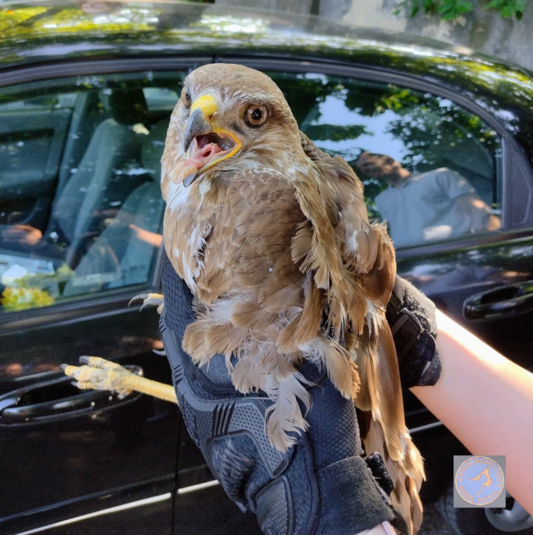 Interwencje Animal Patrolu Straży Miejskiej w Łodzi