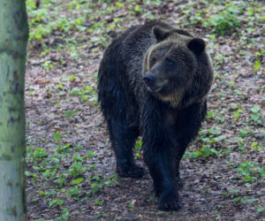 niedźwiedź niewypał zoo poznań