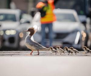 Nurogęsi w drodze 22.04.2026