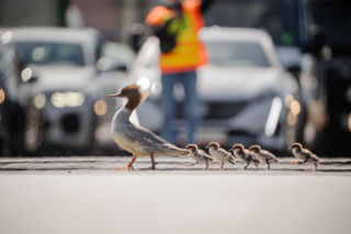 Nurogęsi w drodze 22.04.2026