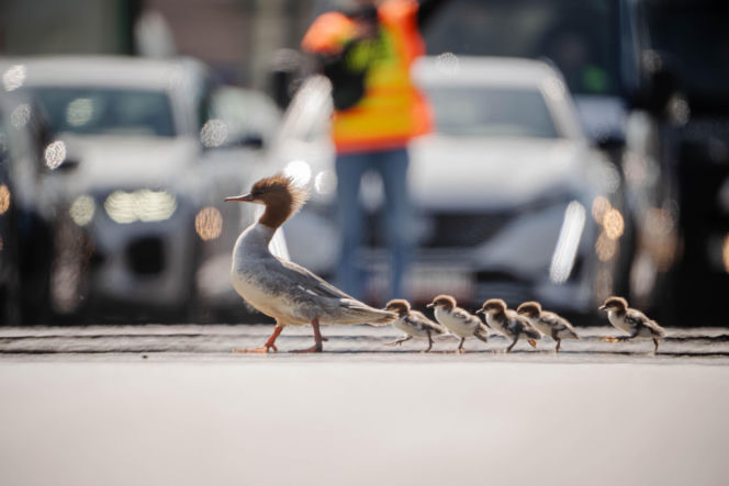 Nurogęsi w drodze 22.04.2026
