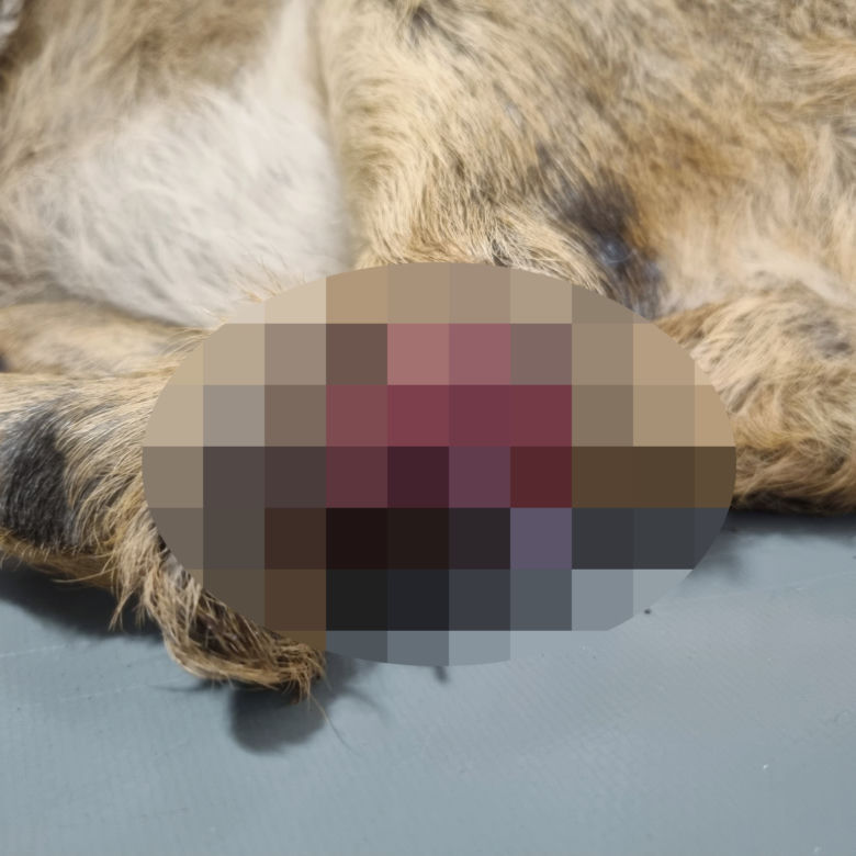 Koszmar na łące. Kosiarka zmasakrowała małe sarenki 