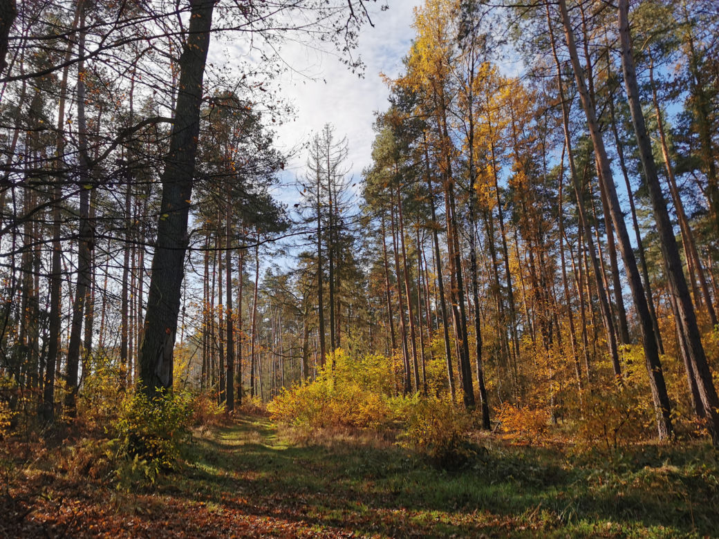 Słoneczny listopadowy poranek w Ostrowie