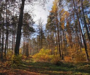 Słoneczny listopadowy poranek w Ostrowie