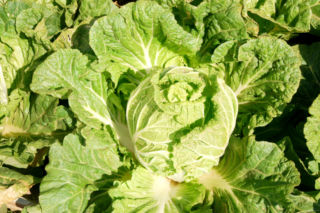 Kapusta pekińska - Brassica rapa subsp. pekinensi