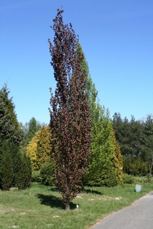 Buk pospolity 'Rohan Obelisk' 