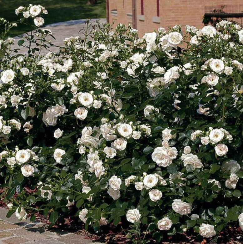 Róża okrywowa Aspirin Rose