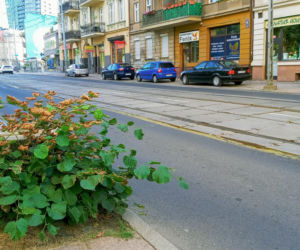 Wycięte drzewa w centrum Szczecina nagle odżyły