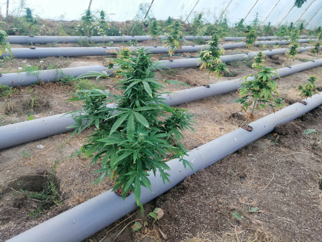 Łódzkie: Miały rosnąć pomidory, rosła MARIHUANA! 63-latek miał FABRYKĘ narkotyków 