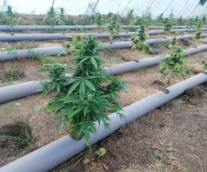 Łódzkie: Miały rosnąć pomidory, rosła MARIHUANA! 63-latek miał FABRYKĘ narkotyków 