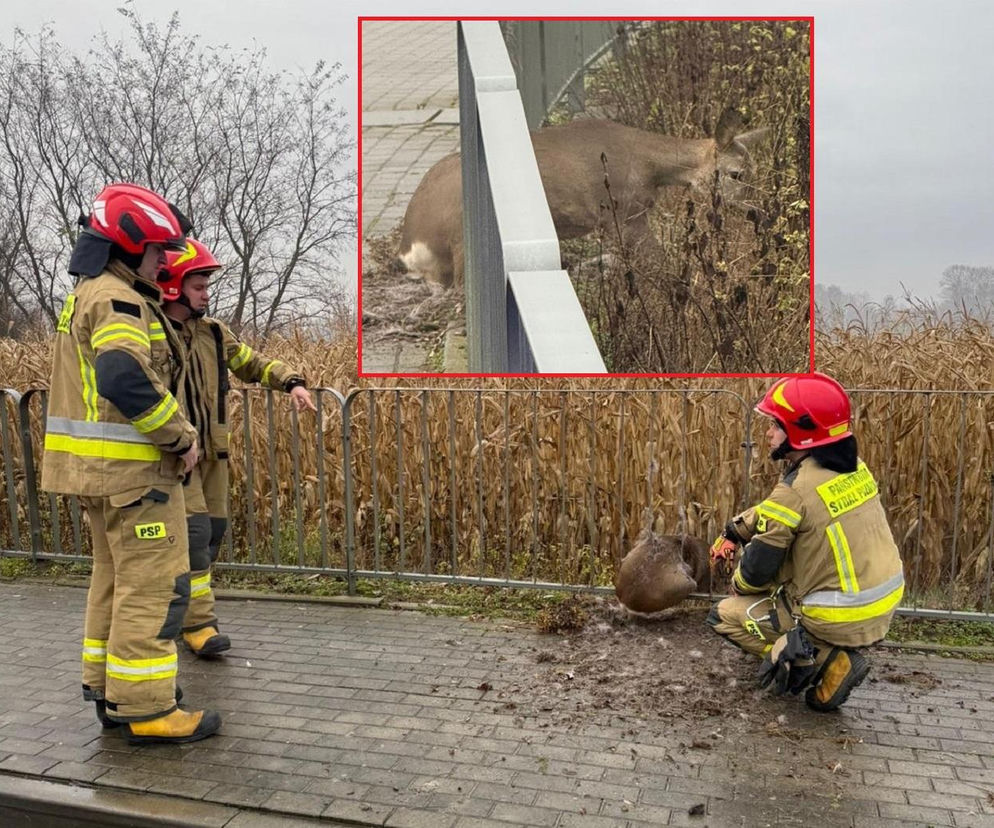 Walczyli o życie sarny uwięzionej w pułapce. Utknęła między metalowymi barierkami