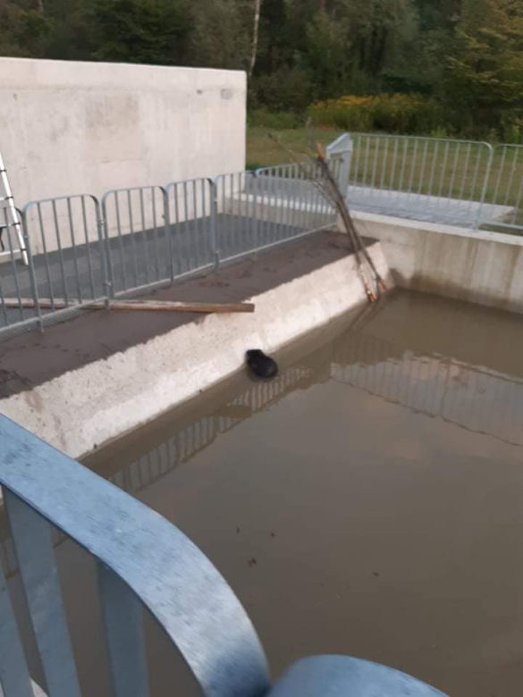 Zabrzeż. Strażacy uratowali bobra przed straszną śmiercią
