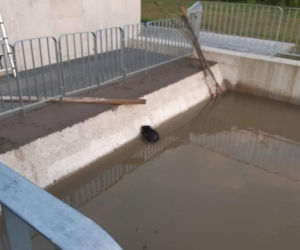 Zabrzeż. Strażacy uratowali bobra przed straszną śmiercią