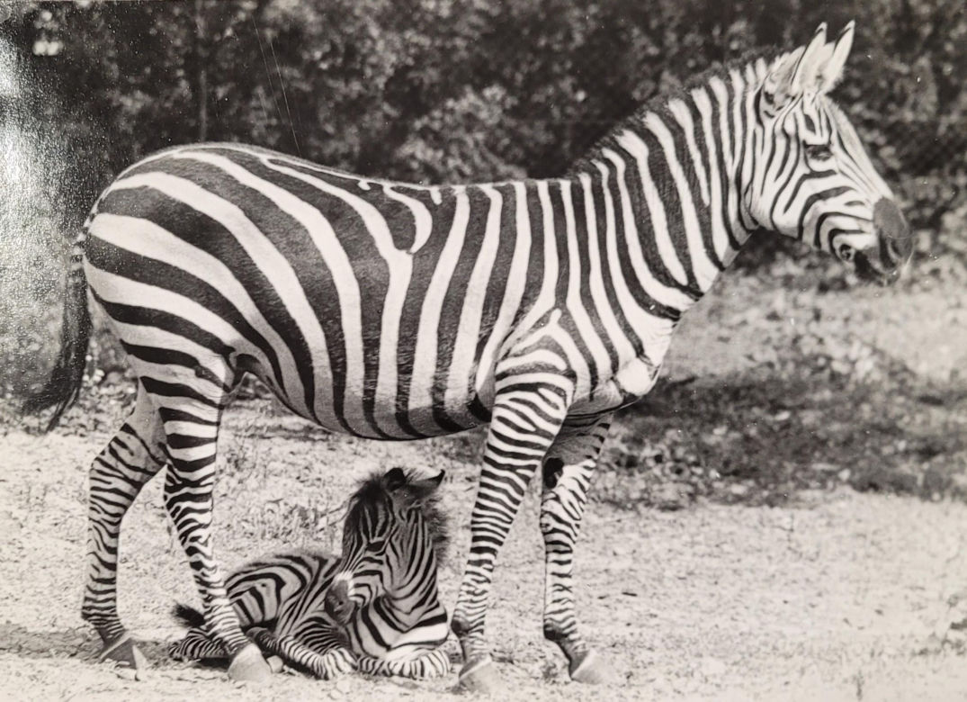 Łódzkie zoo w latach 70.