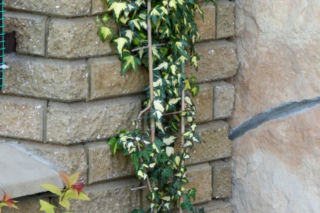 Bluszcz pospolity ‘Goldheart’ - Hedera helix ‘Goldheart’