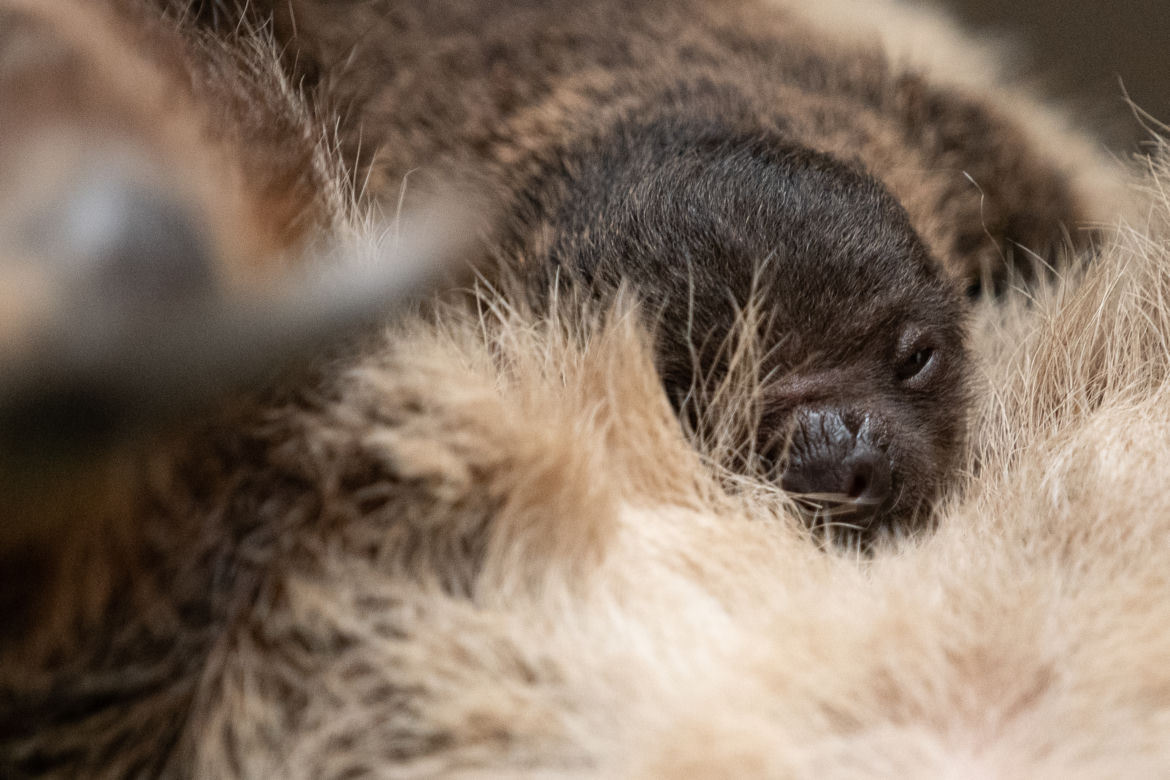Wrocławskie zoo szuka imienia dla młodego leniwca