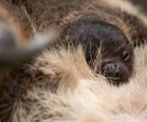 Wrocławskie zoo szuka imienia dla młodego leniwca