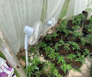 Potężna plantacja konopi pod Bochnią. Kobieta miała 116 krzaków