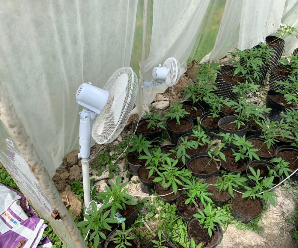 Potężna plantacja konopi pod Bochnią. Kobieta miała 116 krzaków