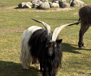 Słodka kózka z Wojciechowa szuka imienia