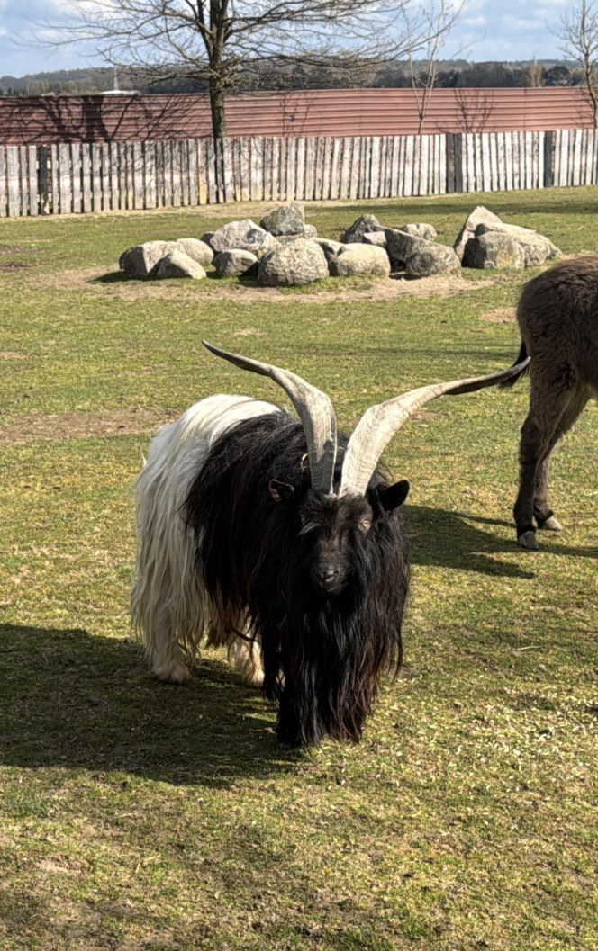Słodka kózka z Wojciechowa szuka imienia