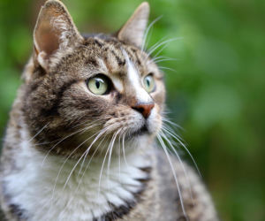 Duże pieniądze na pomoc bezdomnym kotom w Nowym Sączu. Stowarzyszenie Przytul mnie organizuje dużą akcję