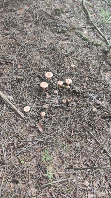 Grzybobranie Podkarpacie