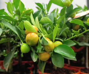 Festiwal Roślin w Enea Arenie