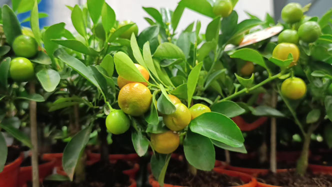 Festiwal Roślin w Enea Arenie