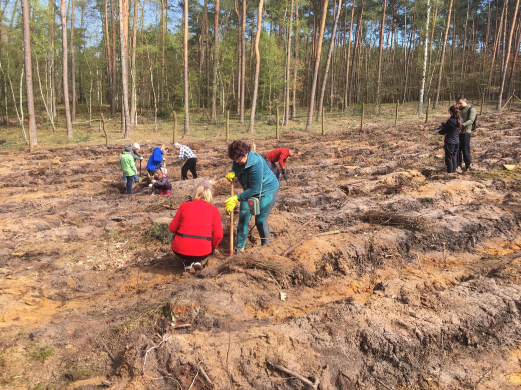 Akcja "Grudziądzanie sadzą las" 2024