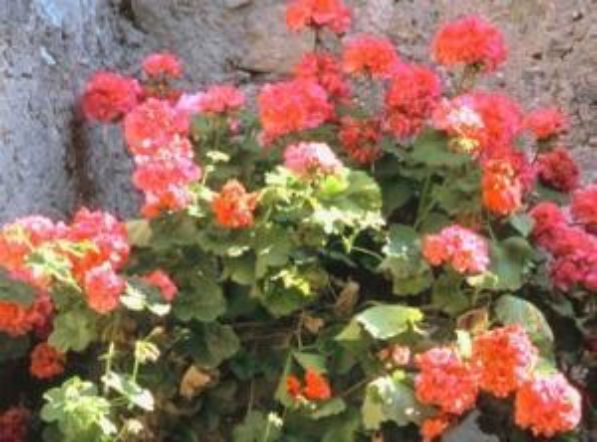 Liście pelargonii żółkną